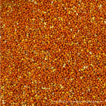 Wholesale Red Broomborn Millet